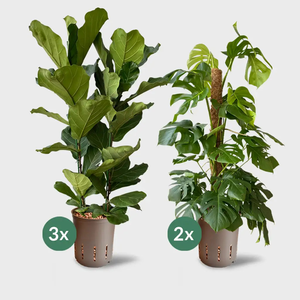 Trendige XXL Büropflanzen kaufen – Green Me Up