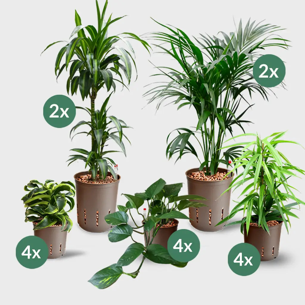 Kaufe 16 Palmen Büropflanzen – Green Me Up