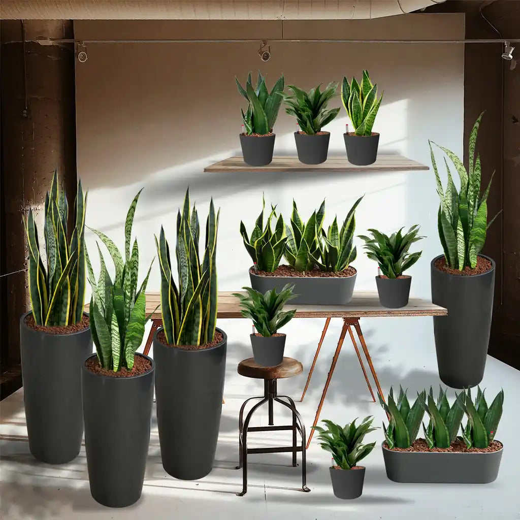 grünlilie büro Moderne Büropflanzen im Set kaufen – Green Me Up