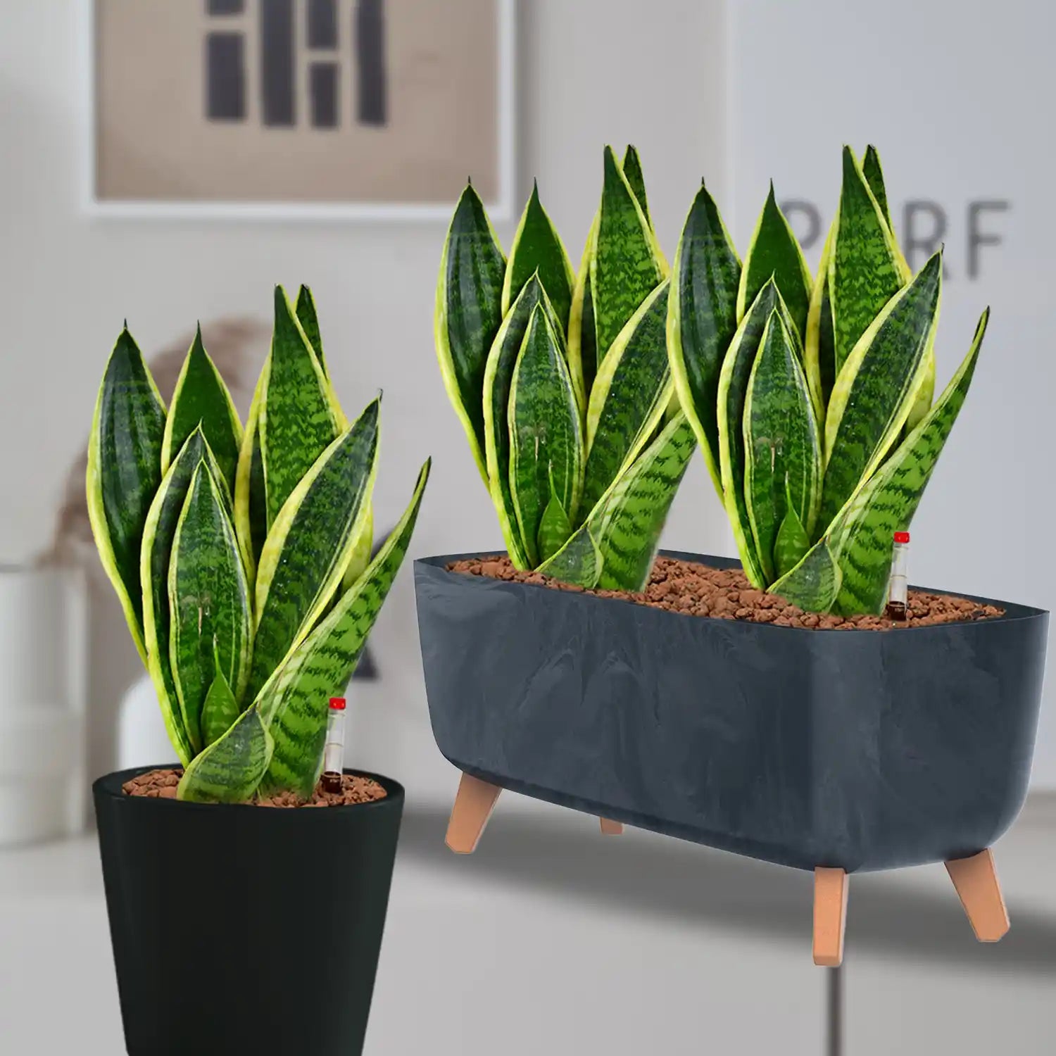 Bropflanzen Sansevieria in Betonoptik  Green Me Up