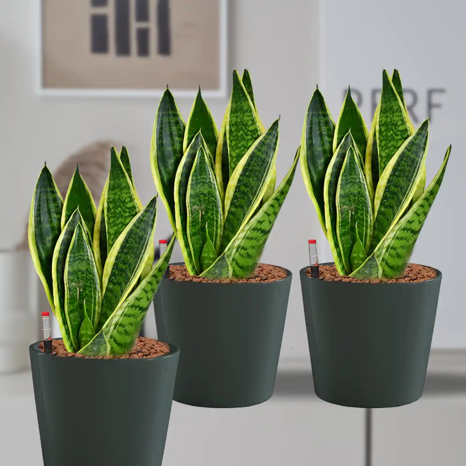 Büropflanzen Bogenhanf in Keramik – Green Me Up