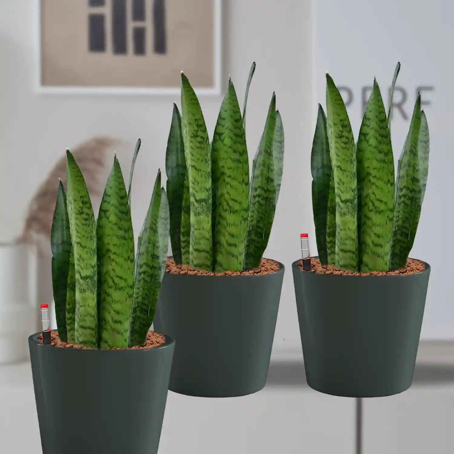 Büropflanzen Bogenhanf in Keramik – Green Me Up