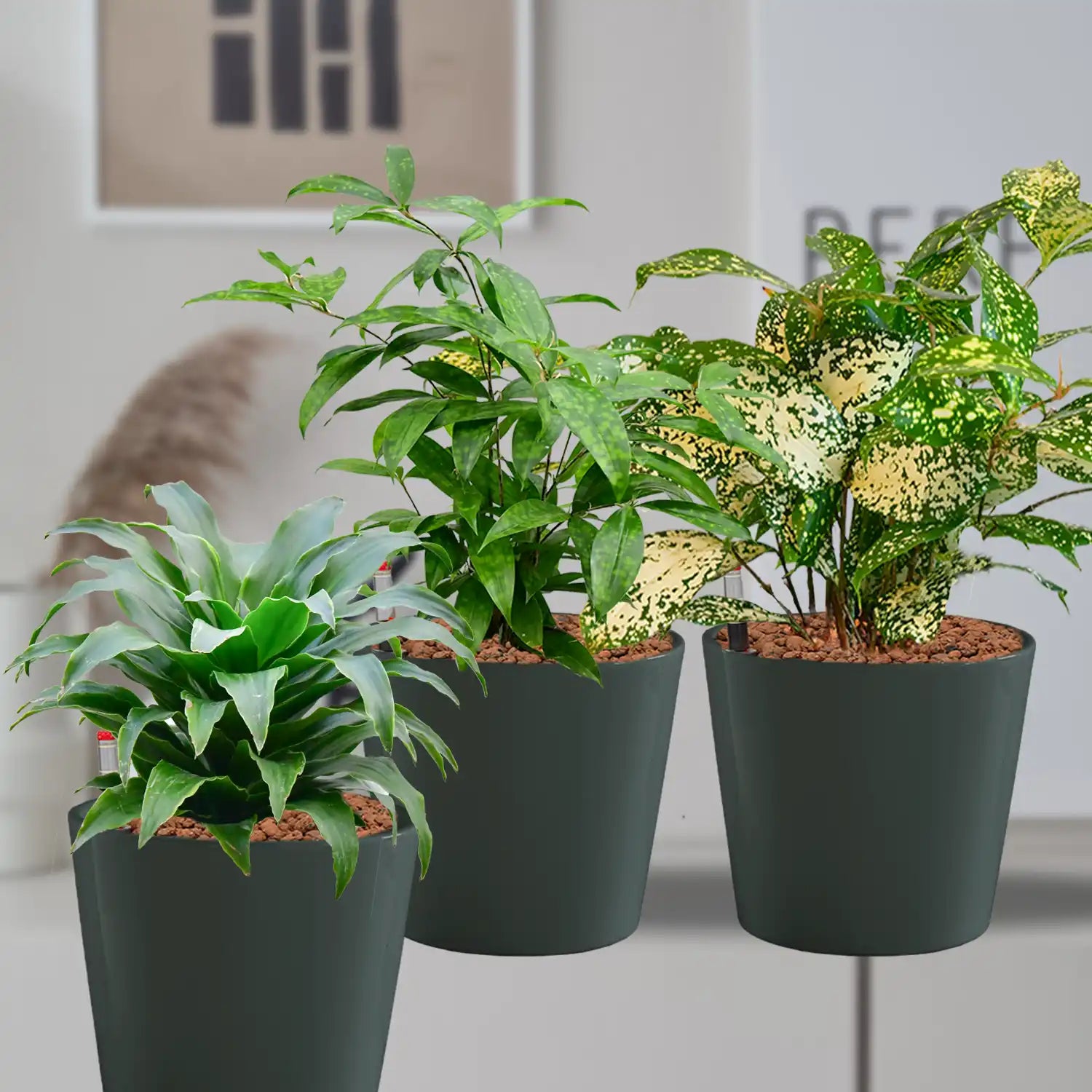Büropflanzen Dracaena in Keramiktöpfen – Green Me Up