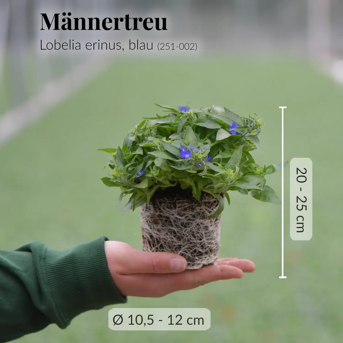 4er Box Marine Sommerblumen Look