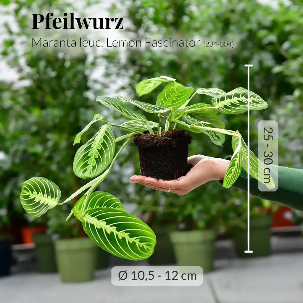Maranta Lemon Facinator