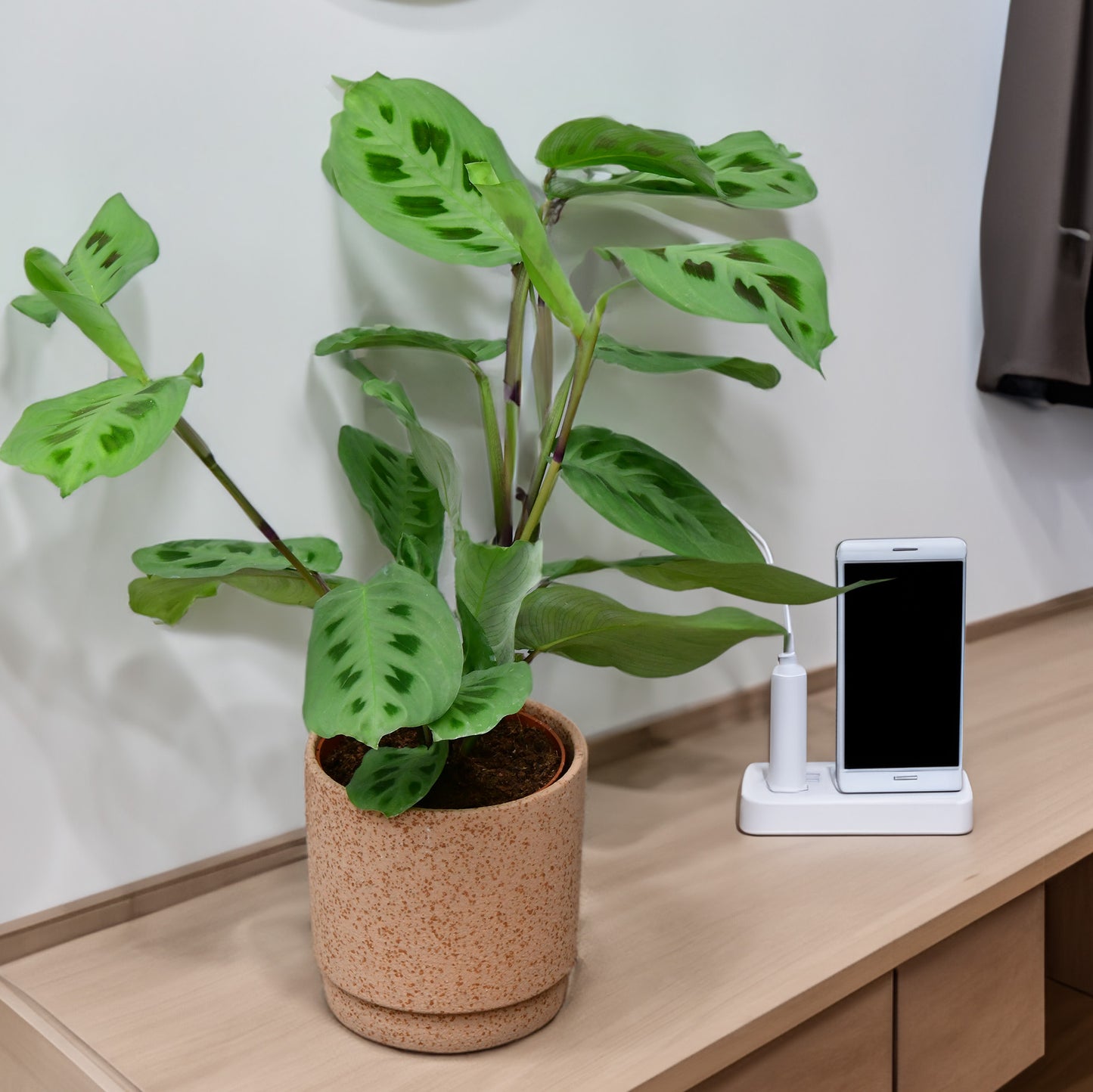Maranta in Grün
