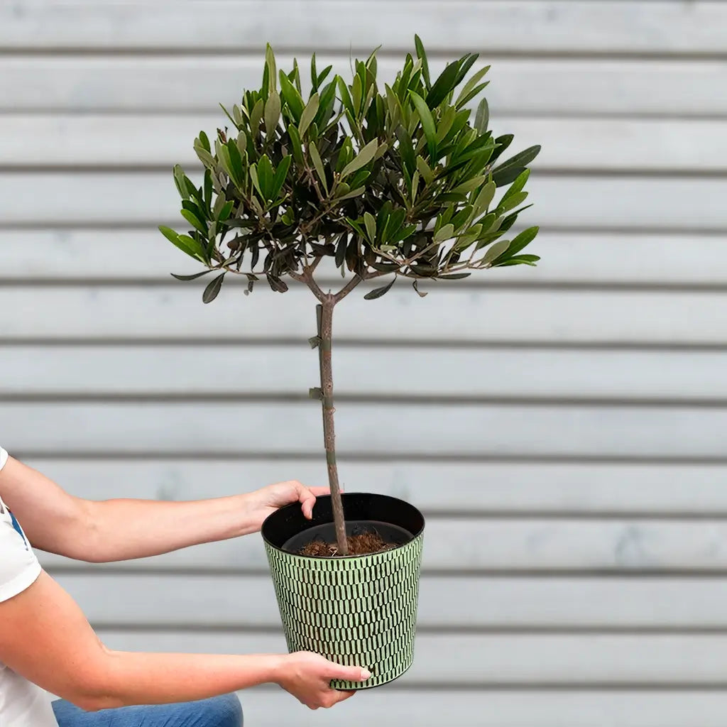 Mediteraner Olivenbaum Balkon – Green Me Up