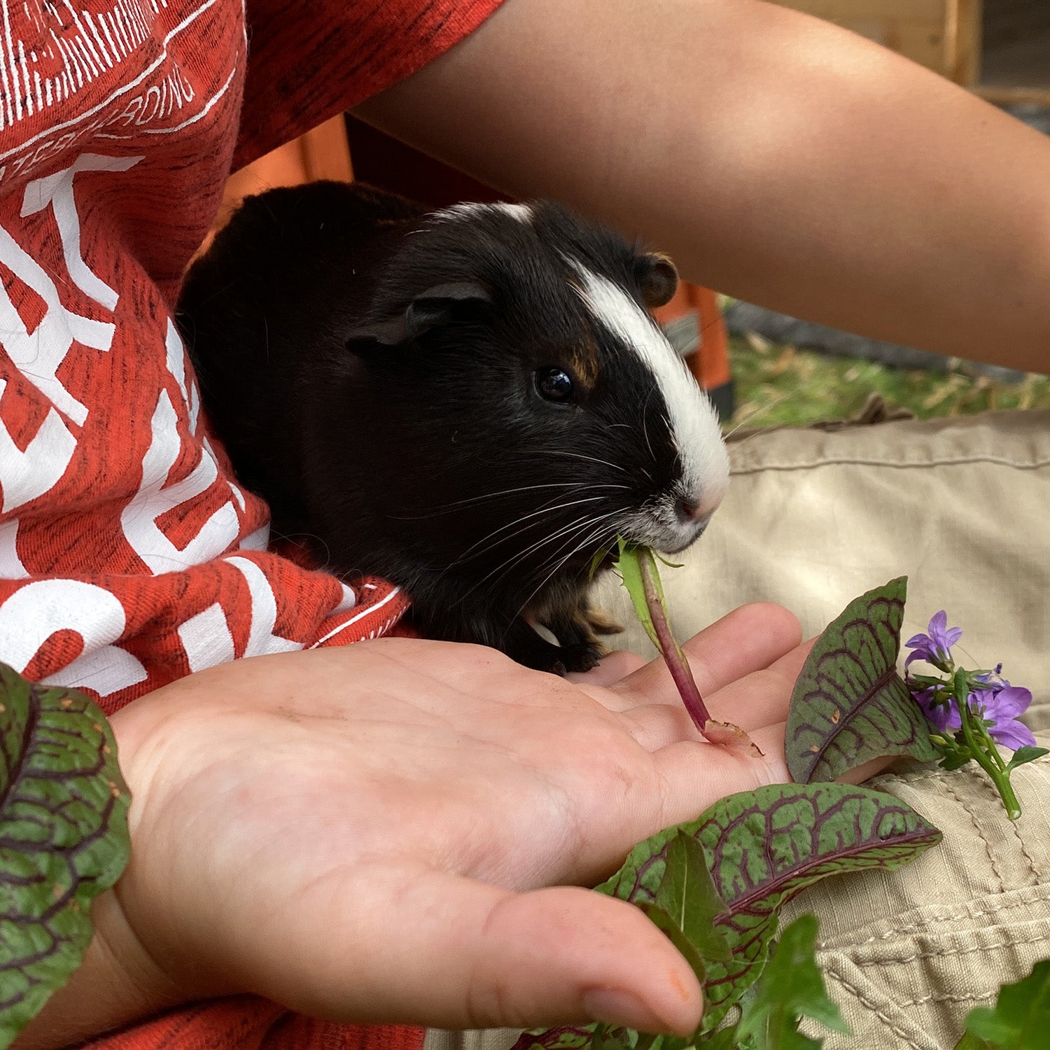 Futter Löwenzahn für Meerschweinchen