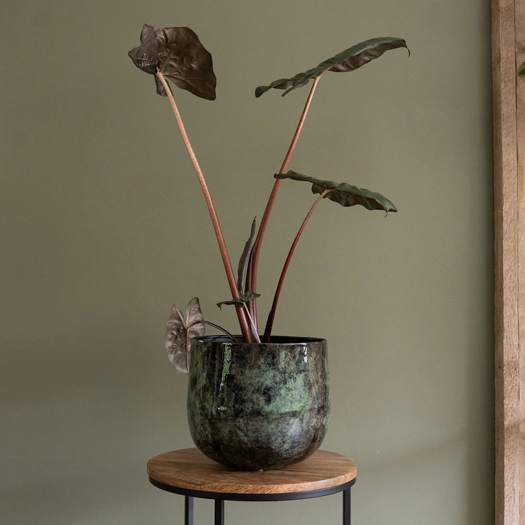 Zimmerpflanze Alocasia in Metalltopf