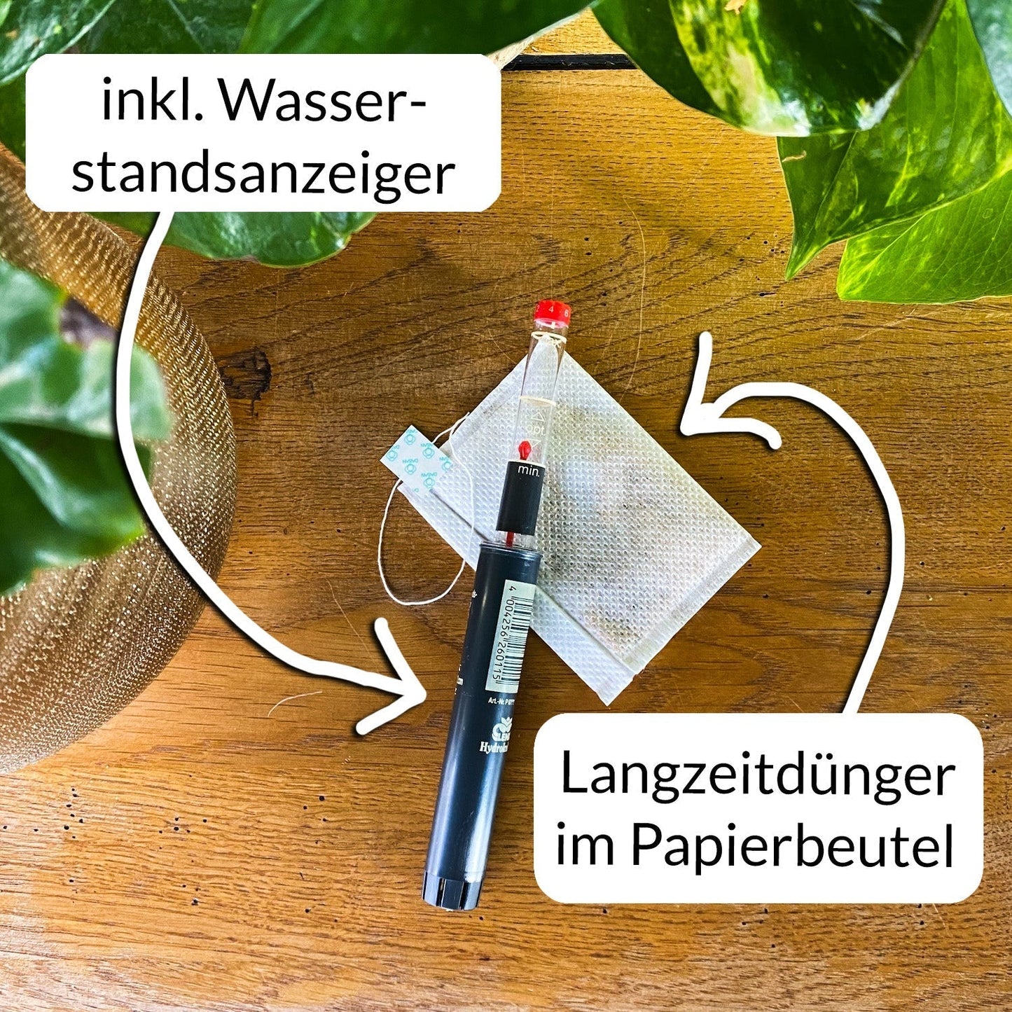 HYDROKULTUR BÜROPFLANZEN SET: Pflanzschale in Betonoptik mit Drachenbaum Mix