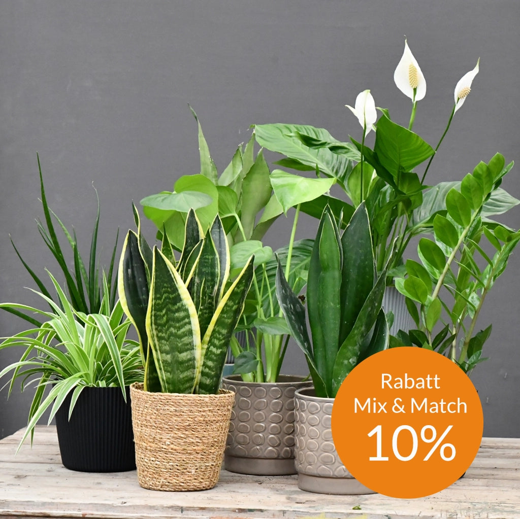 Mix & Match 4er Box Pflanzen für wenig Licht