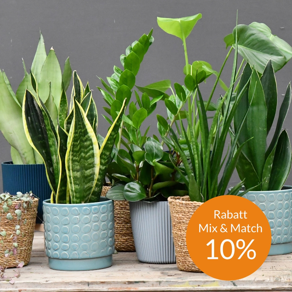 Mix & Match 4er Box Einsteiger Pflanzen