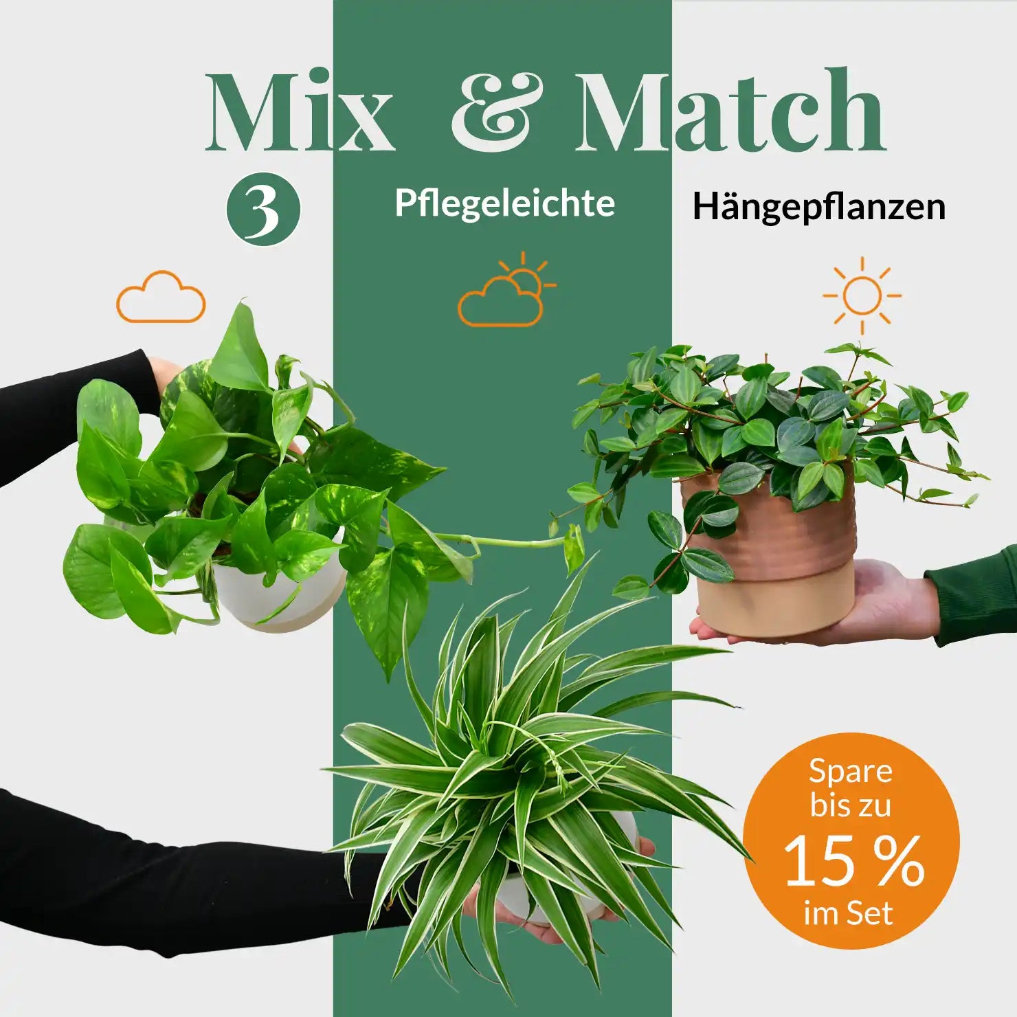 Pflegeleichte Hängepflanzen kaufen – Green Me Up
