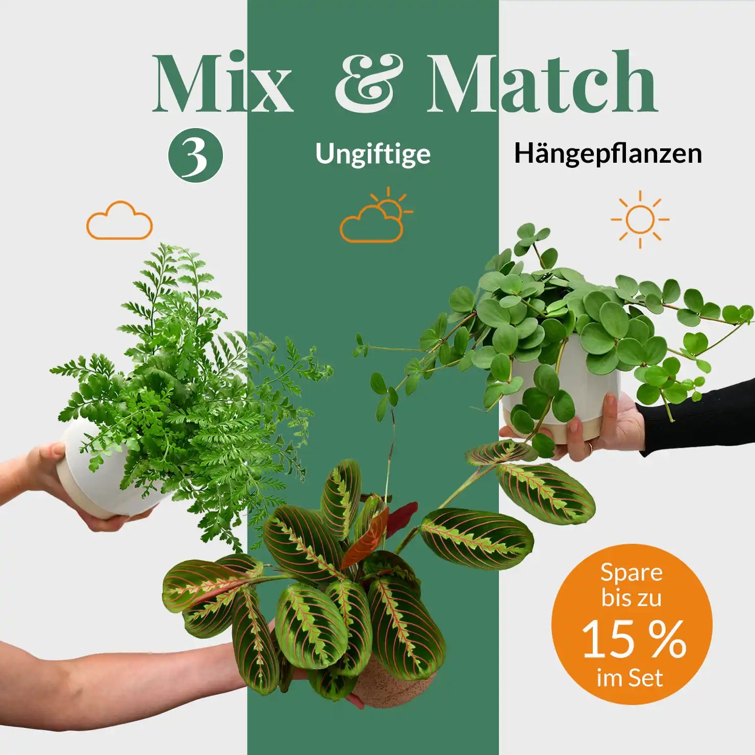 ungiftiger dünger Ungiftige Hängepflanzen mixen – Green Me Up