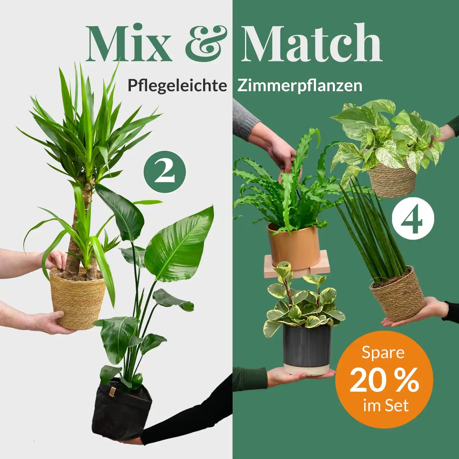 Einsteiger Zimmerpflanzen kaufen – Green Me Up