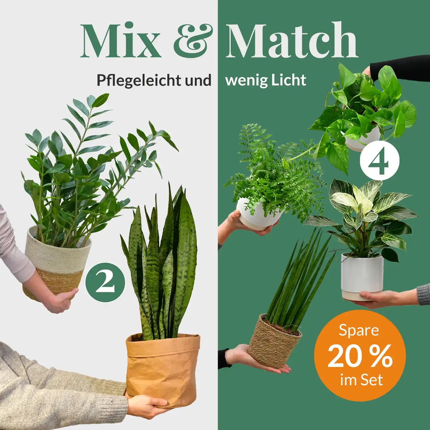 Pflegeleichte Pflanzen, wenig Licht – Green Me Up