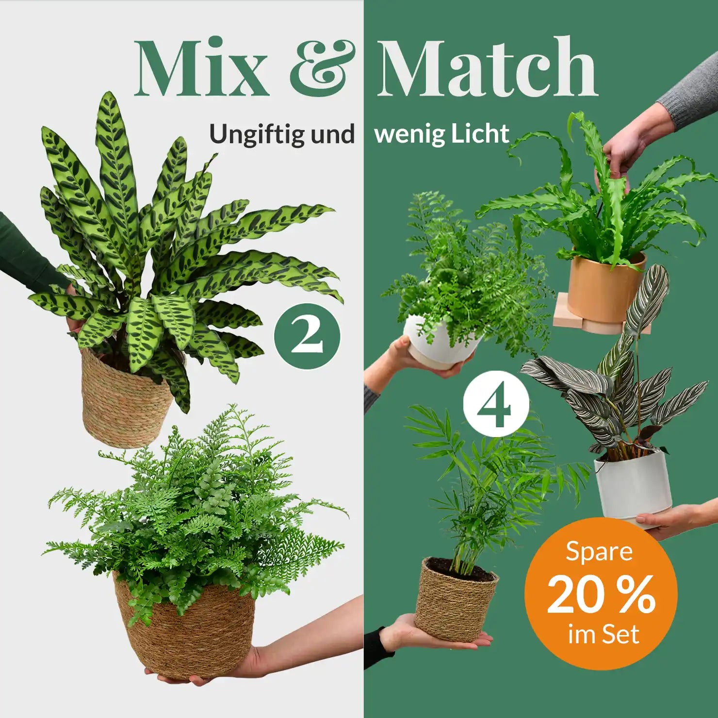Ungiftige Pflanzen, wenig Licht – Green Me Up
