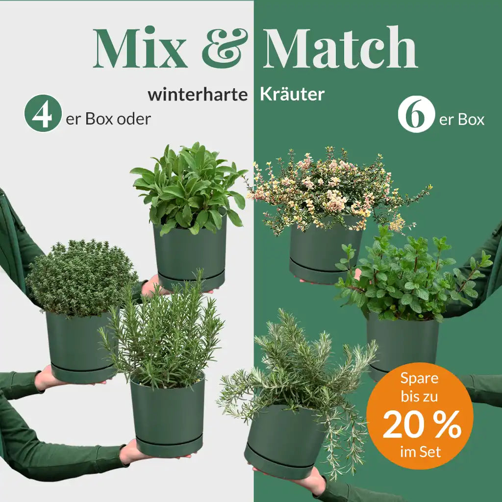 grünlilie ikea Mix & Match Winterharte Kräuter – Green Me Up
