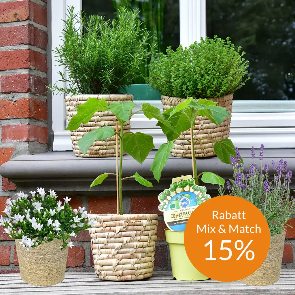 Mix & Match 8er Box Tierfreundliche Balkonpflanzen mit Kiribaum