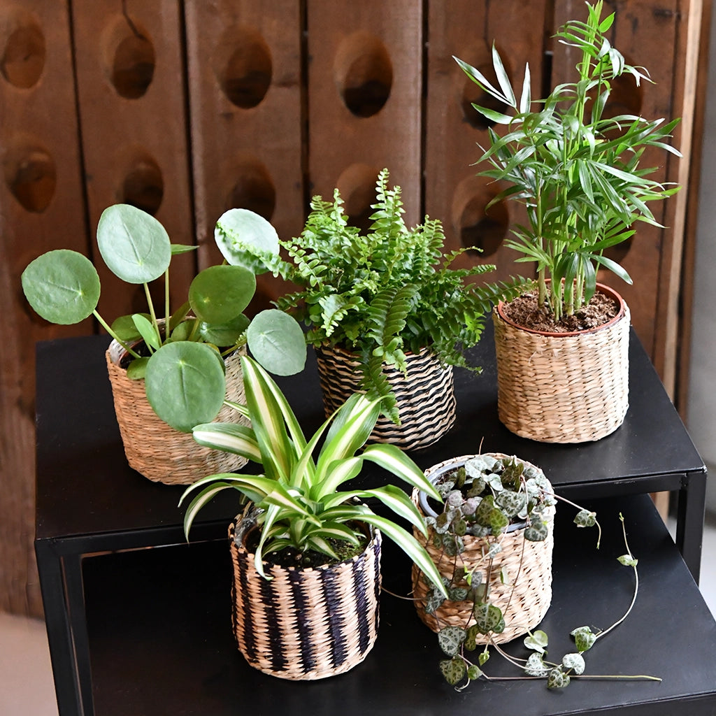 Mix & Match Tierfreundliche Babypflanzen