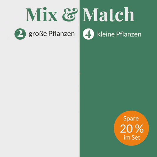 Mix und Match tierfreundliches Set Zimmerpflanzen Pachira Farn Zwergpfeffer
