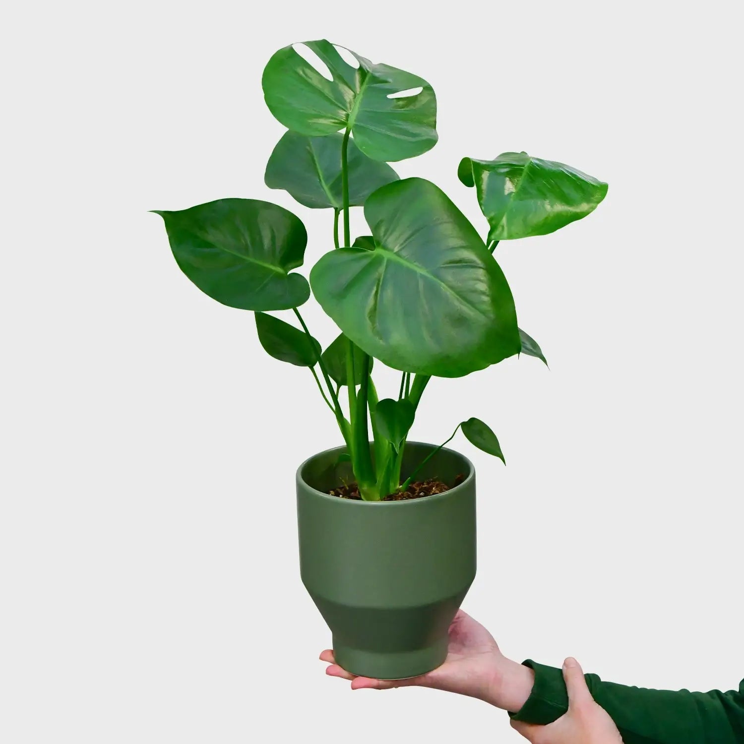 monstera deliciosa kaufen Kleine Monstera kaufen – Green Me Up