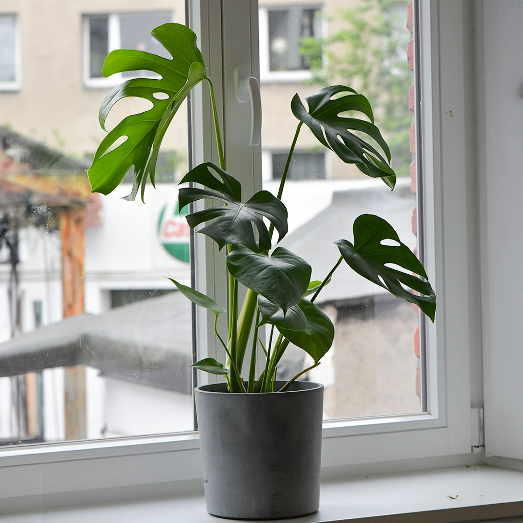 Mix & Match 4er Box Einsteiger Pflanzen
