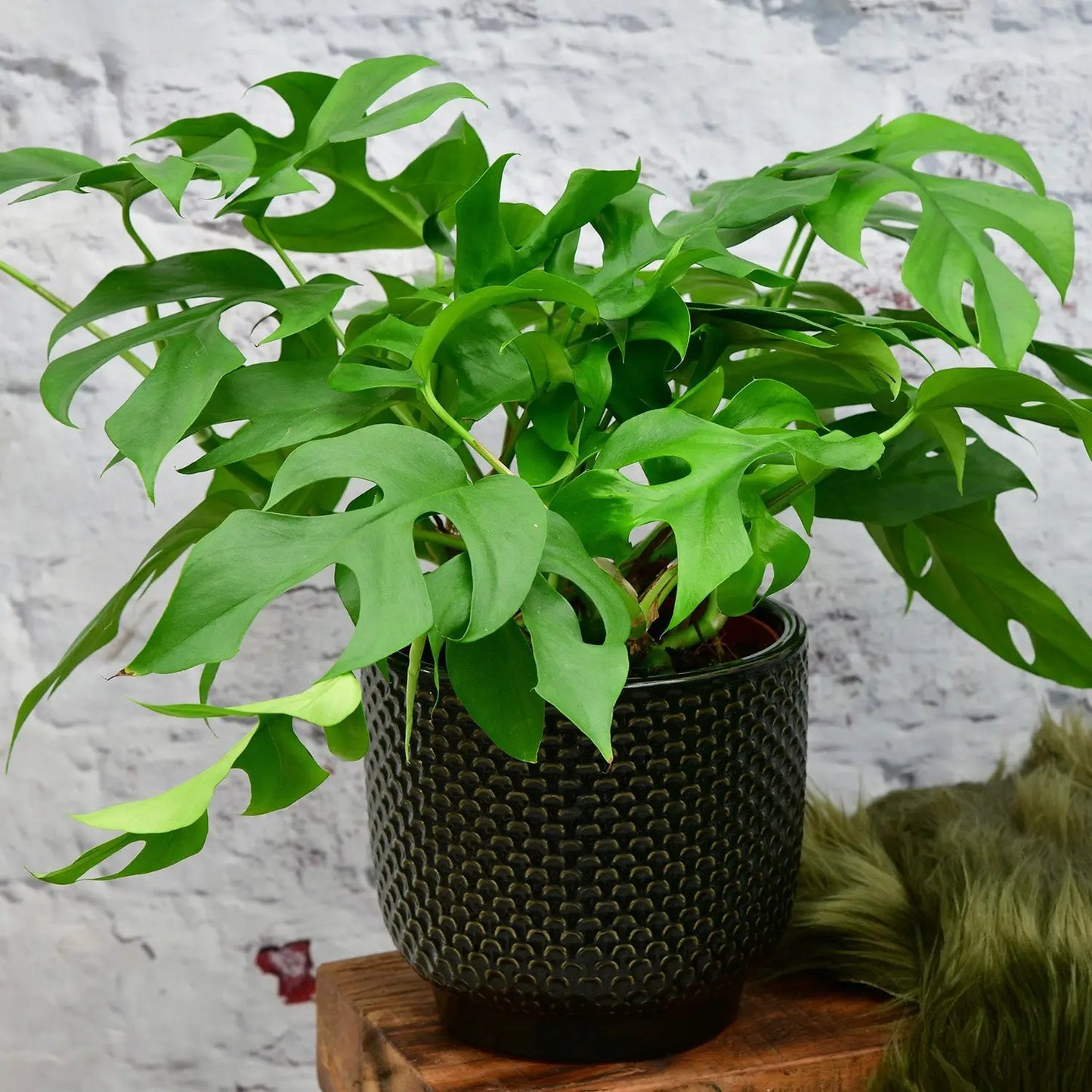 Hydro Monstera Minima