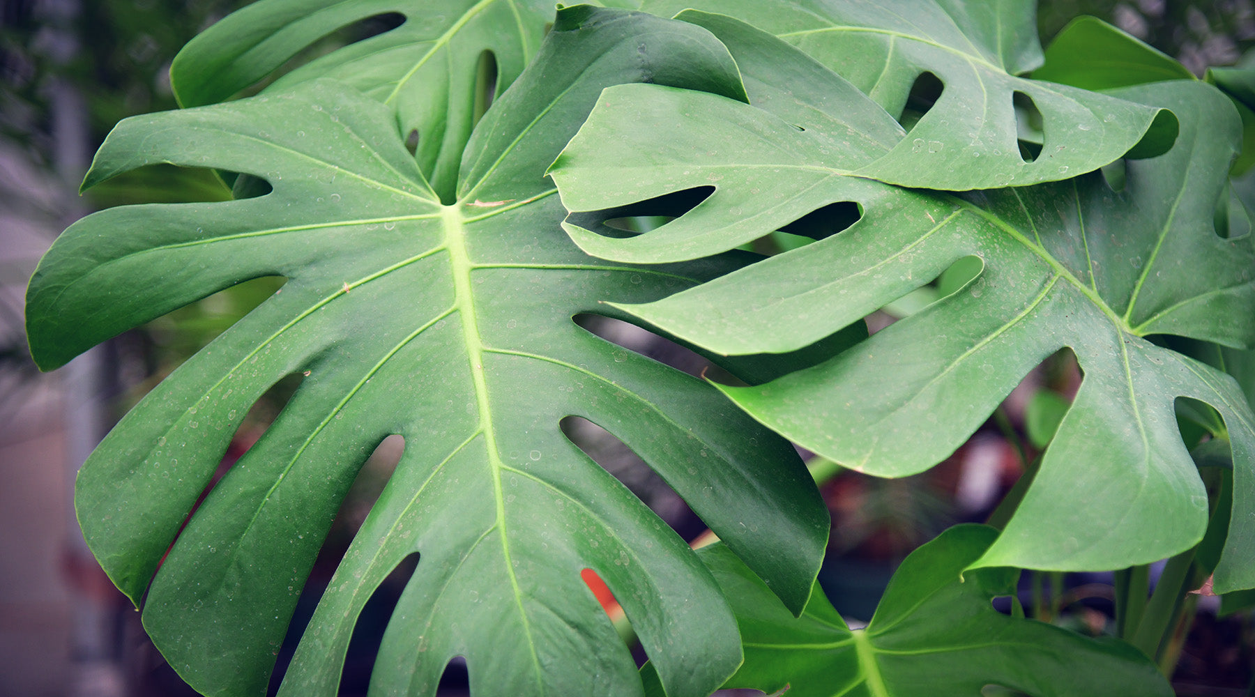 Große Monstera, Fensterblatt Blätter grün