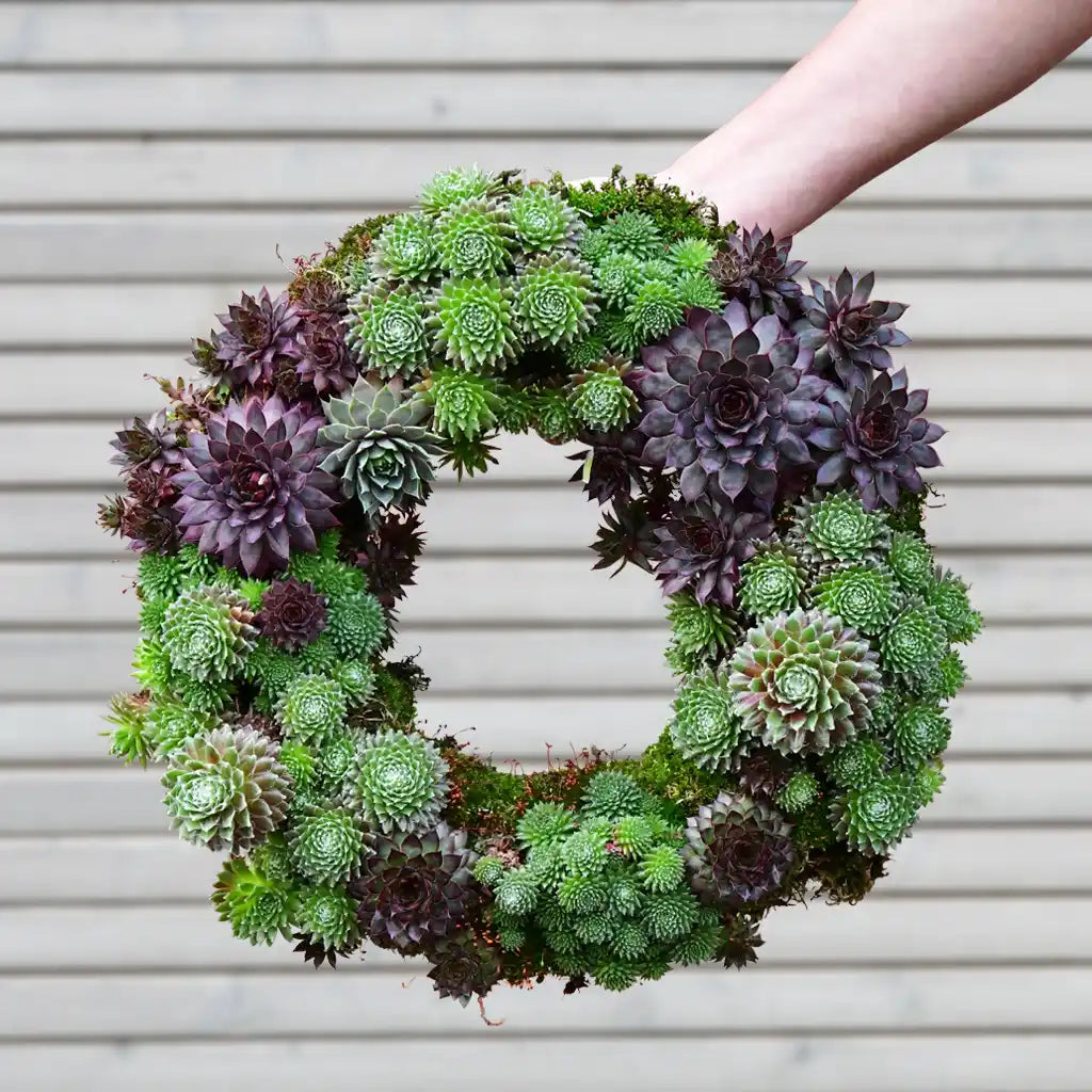 Sukkulentenkranz Ø 35cm kaufen – Green Me Up