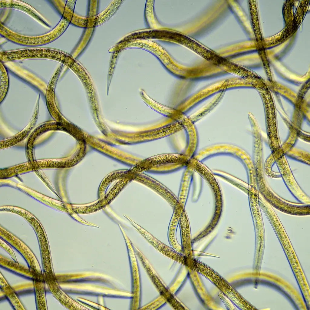 Nematoden unter Mikroskop Nützlinge gegen Trauermücken