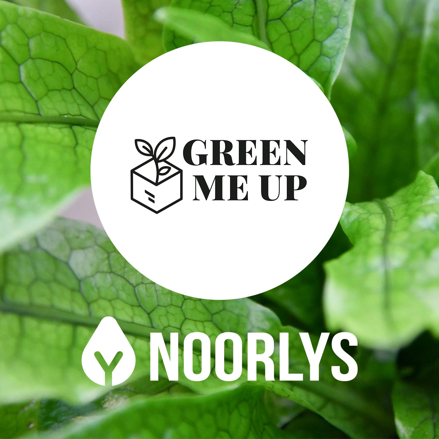Logo Noorlys und Green Me Up Kooperation
