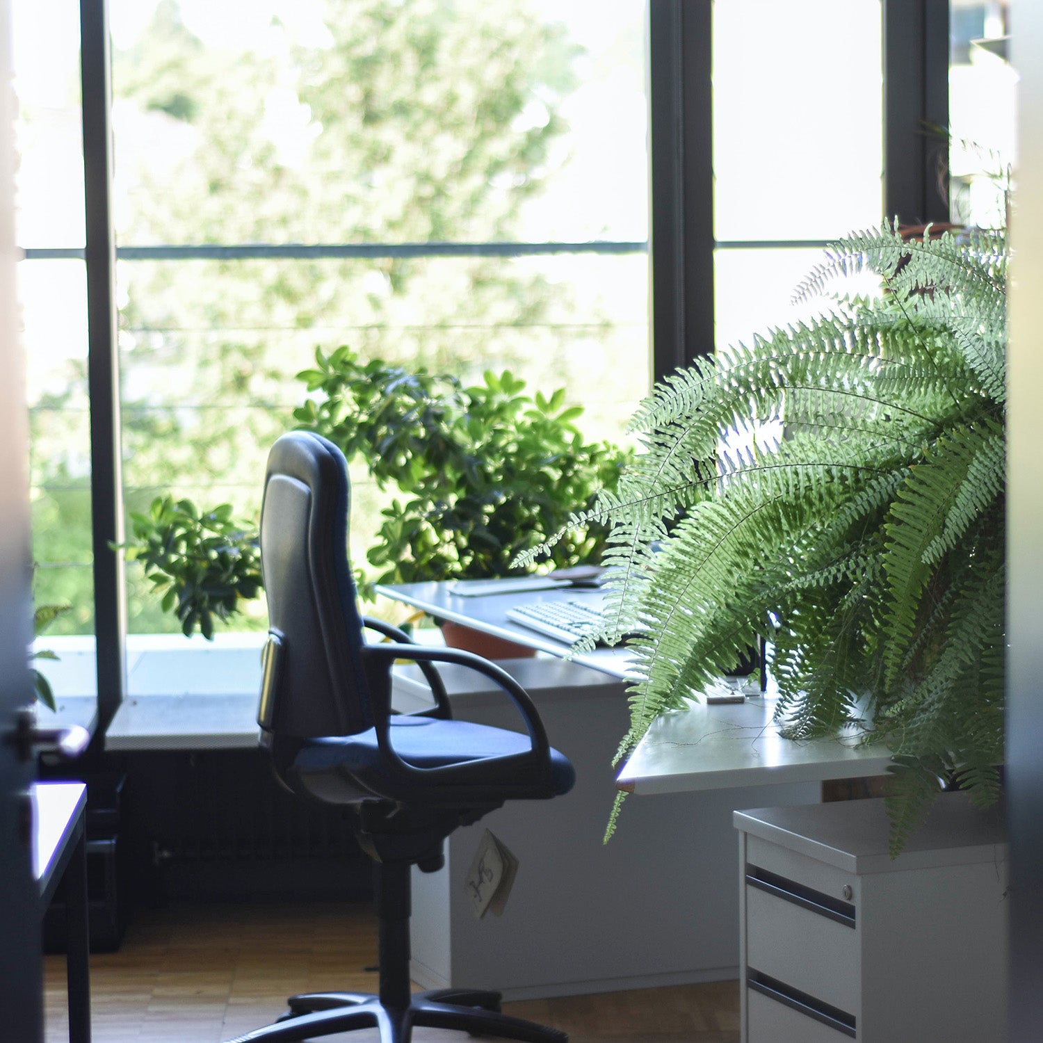 Pflanzen Büro