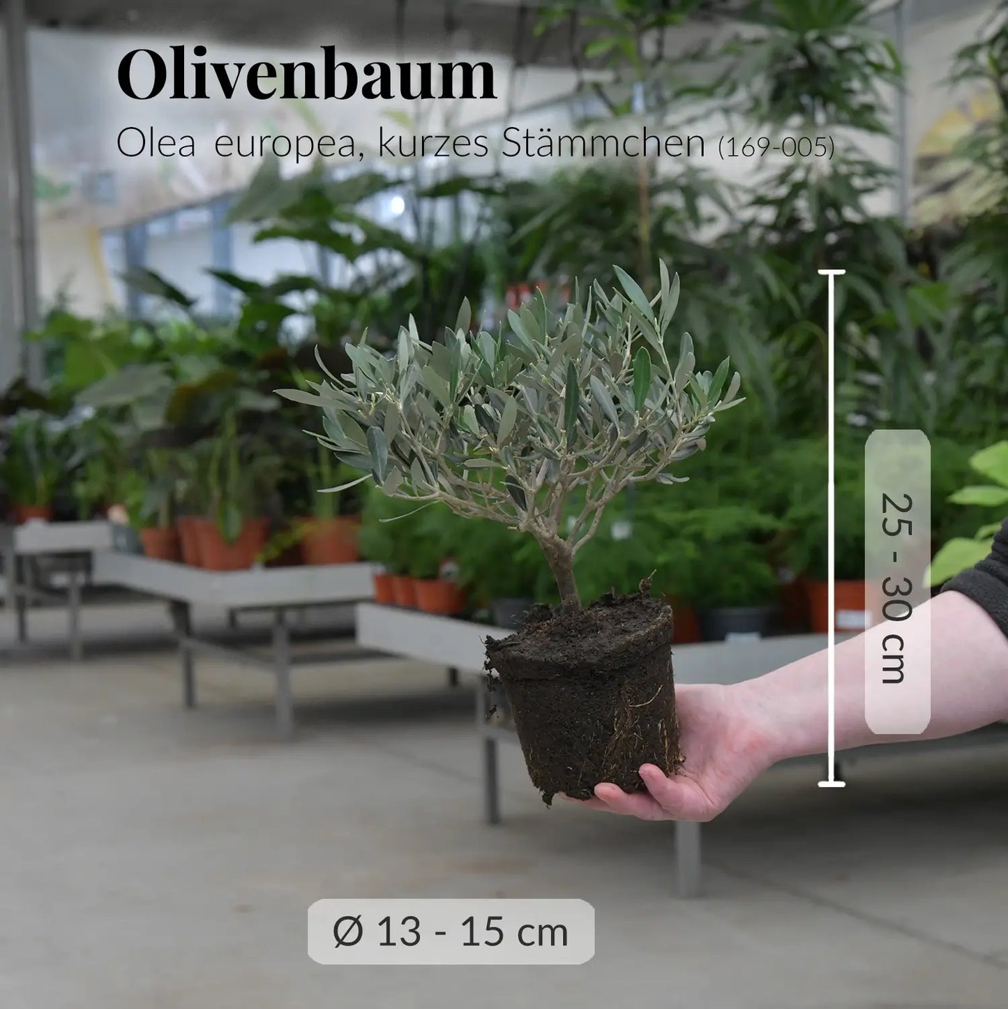 Olivenbaum Olea europea, kurzes Stämmchen (169-005)