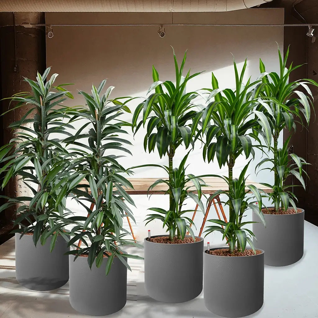 Bestelle 6 XXL Palmen auf Rollen fürs Büro – Green Me Up