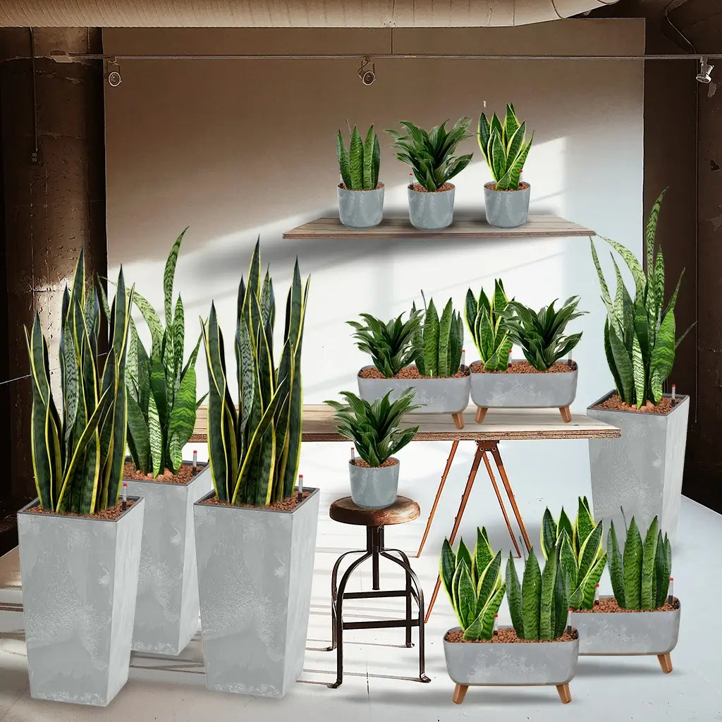 Moderne Büropflanzen in Betonoptik Gefäßen – Green Me Up
