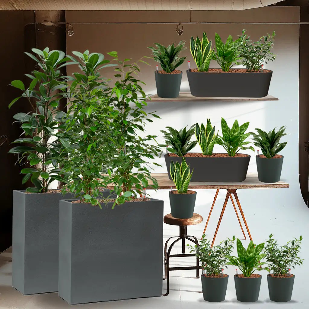 Büro Pflanzen Raumtrenner – Green Me Up