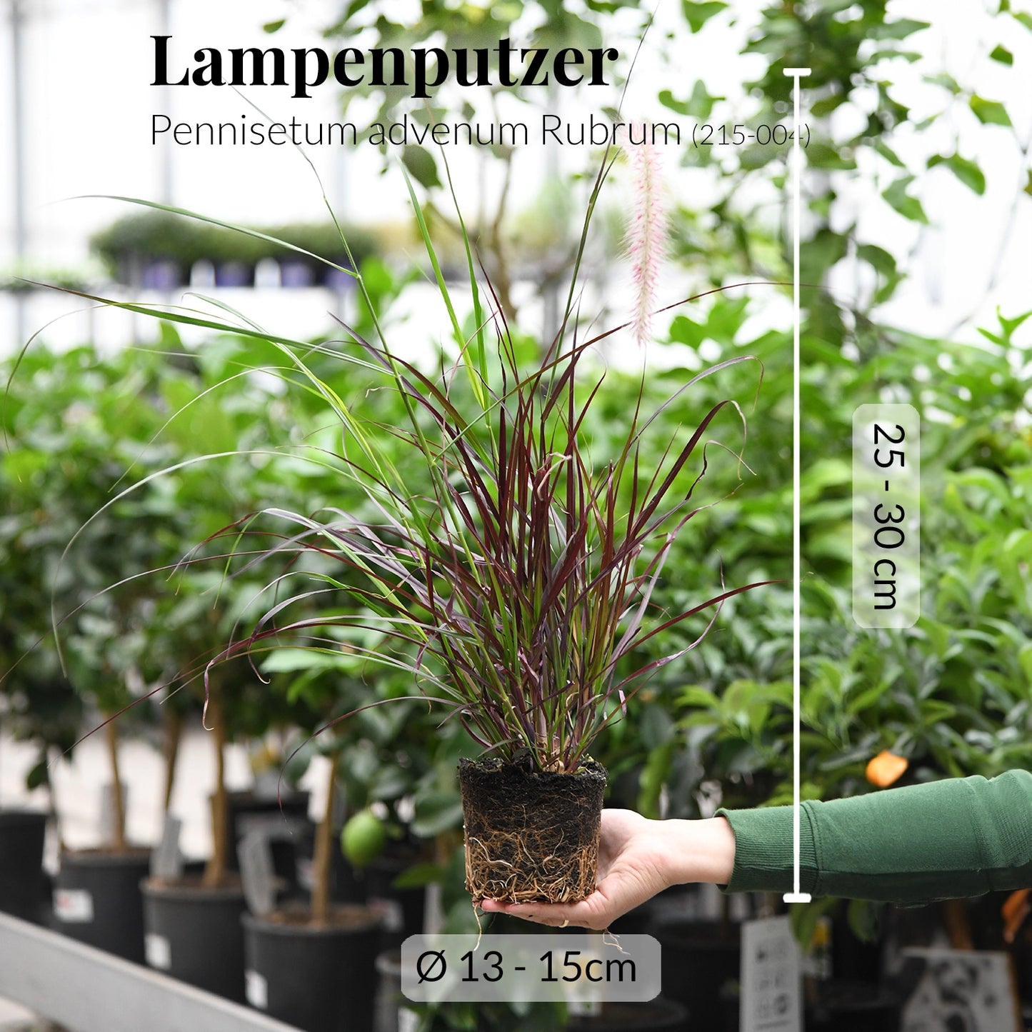 5er Box Rote Herbstpflanzen