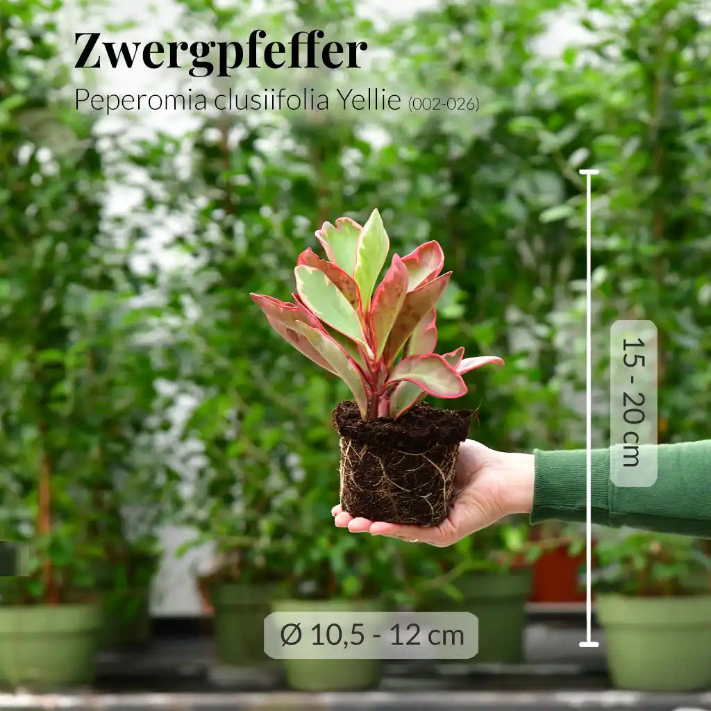 Peperomia Yellie