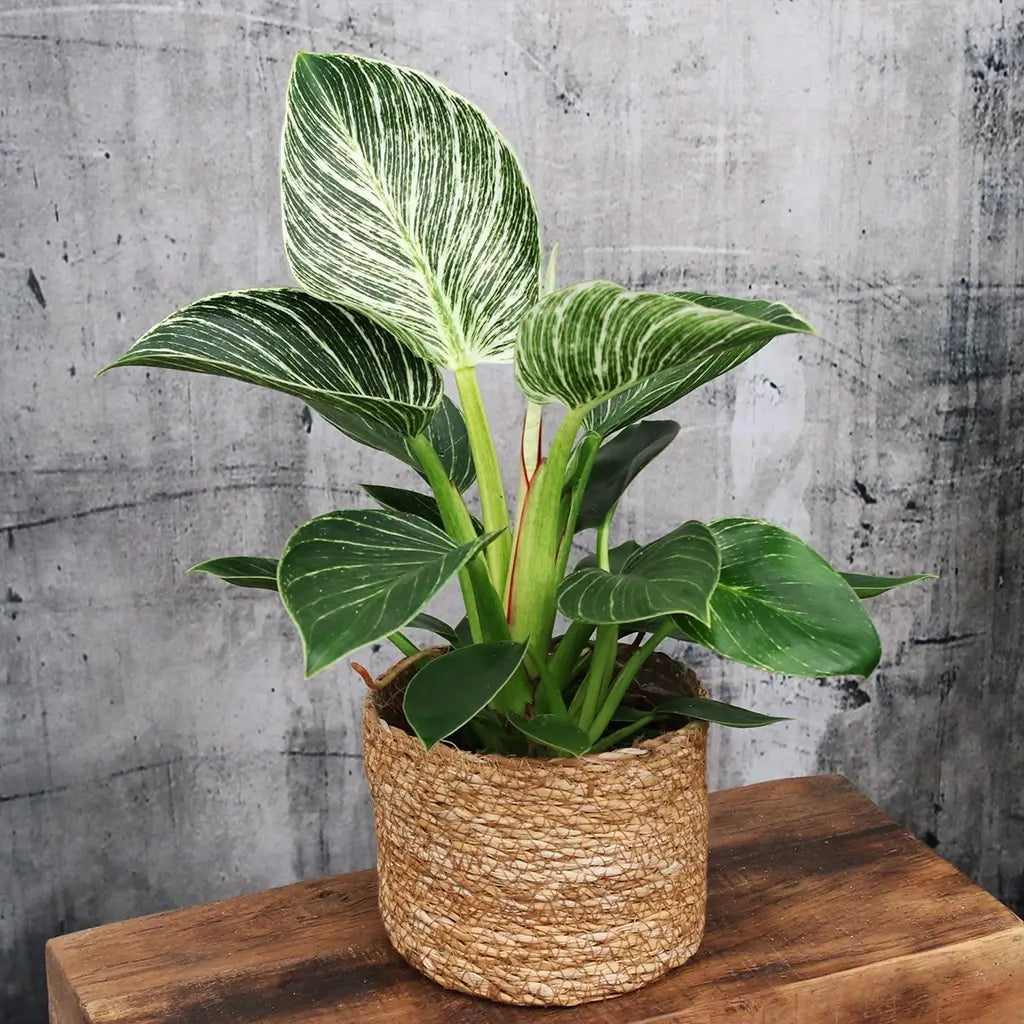 4er Übertopfset 4S Seegraskorb 14cm