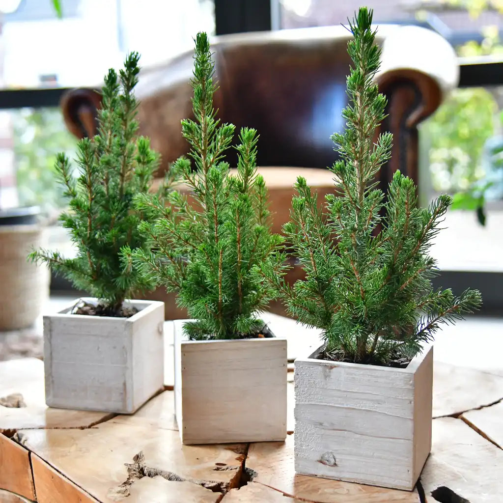 Babypflanzen Trio tierfreundliche Weihnachtsbäume