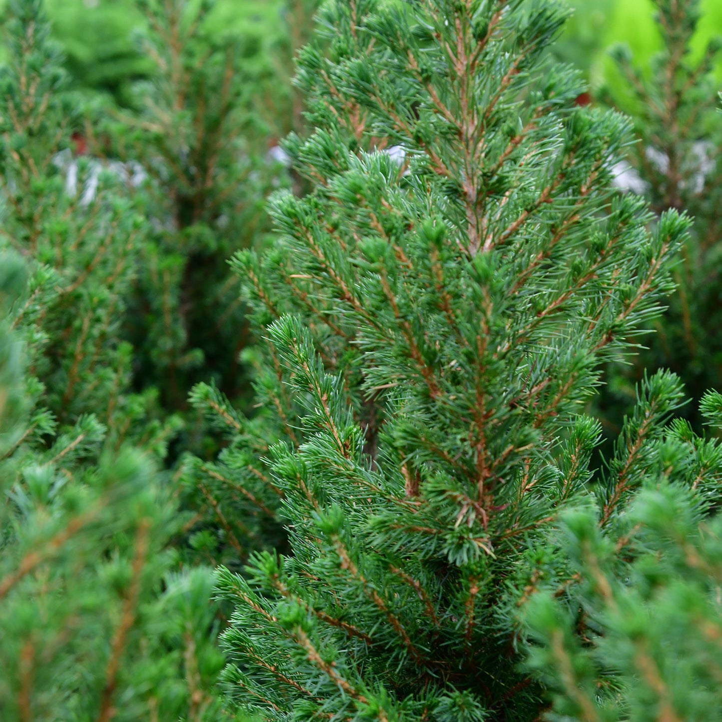 Pop Up Weihnachtsbaum