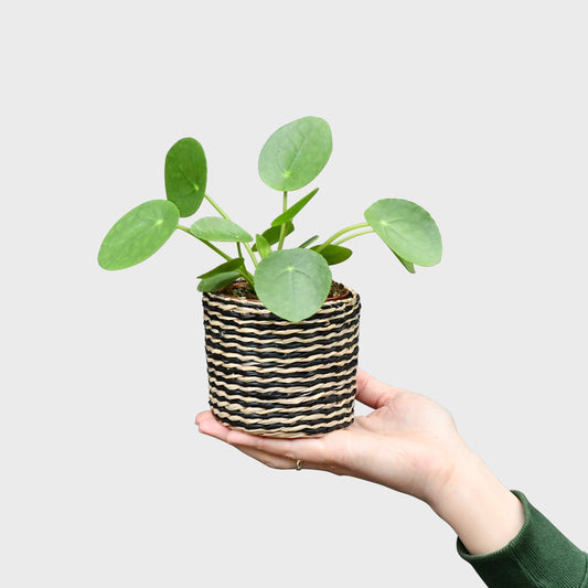Babypflanze Pilea