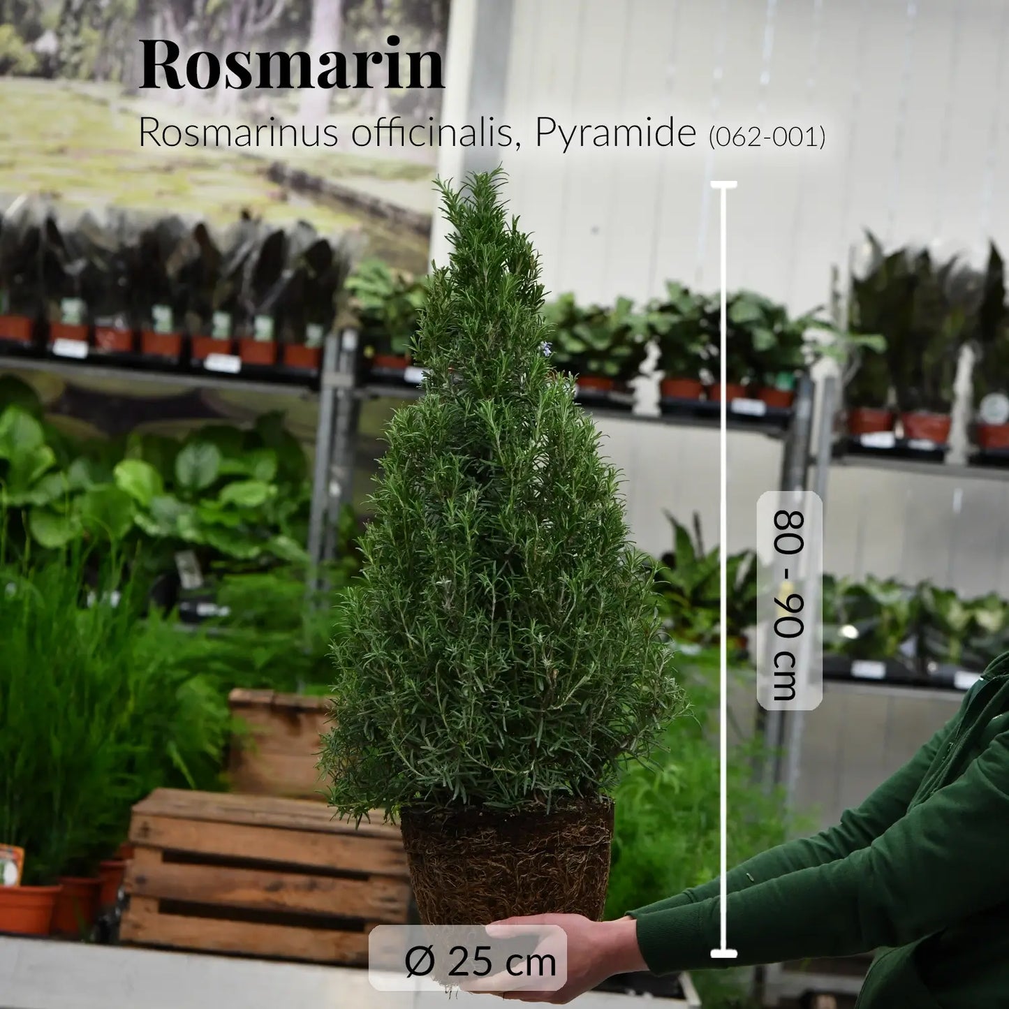 SPECIAL OFFER Großer Rosmarin Pyramidenbaum