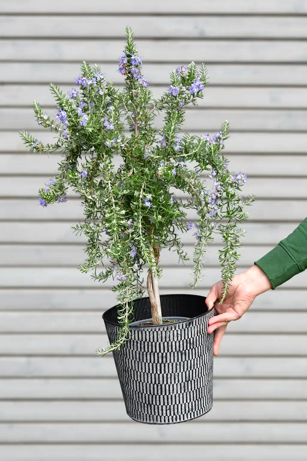 Blühendes Rosmarin Stämmchen – Green Me Up
