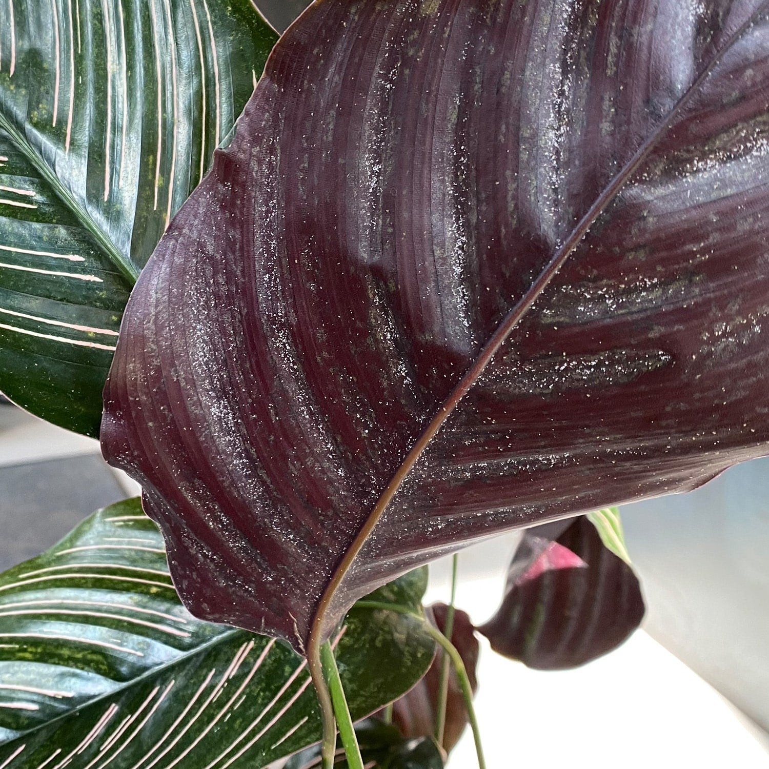 Calathea Blattunterseite Spinnmilben Befall