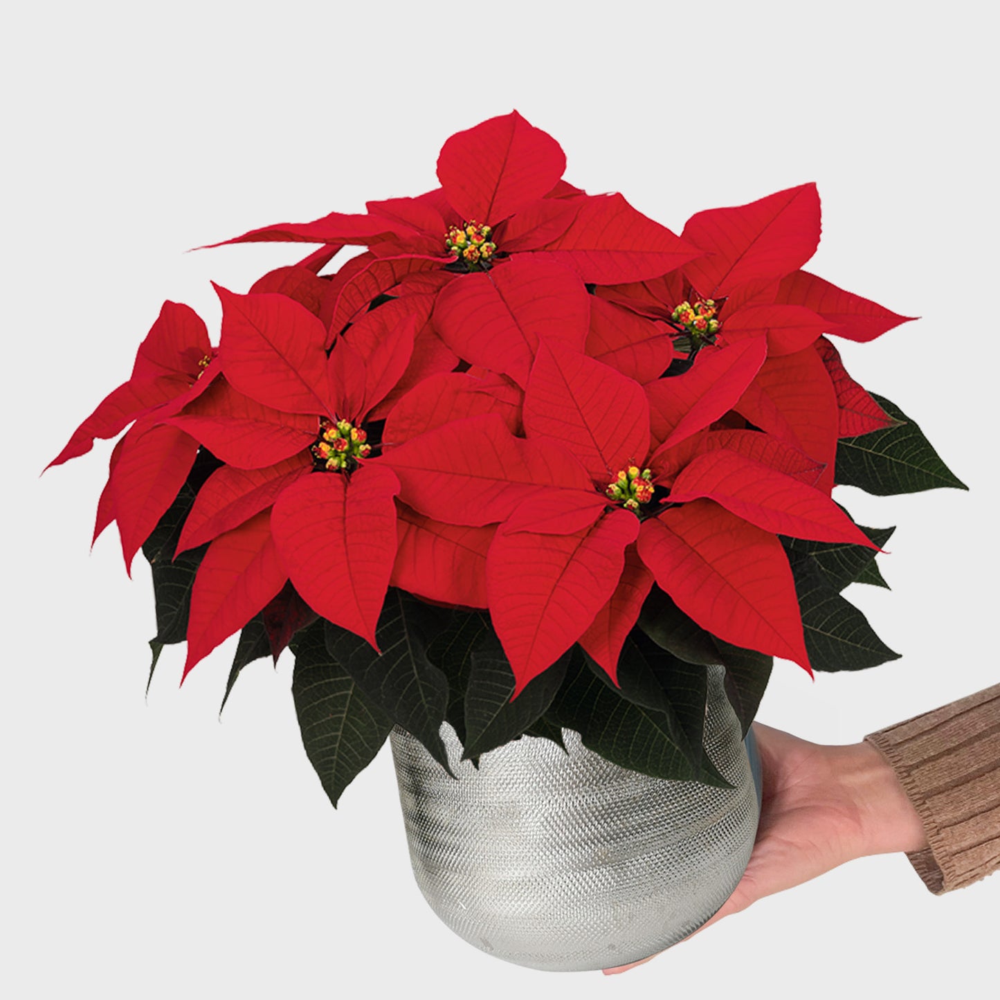 Geschenkset Weihnachtsstern im Metalltopf