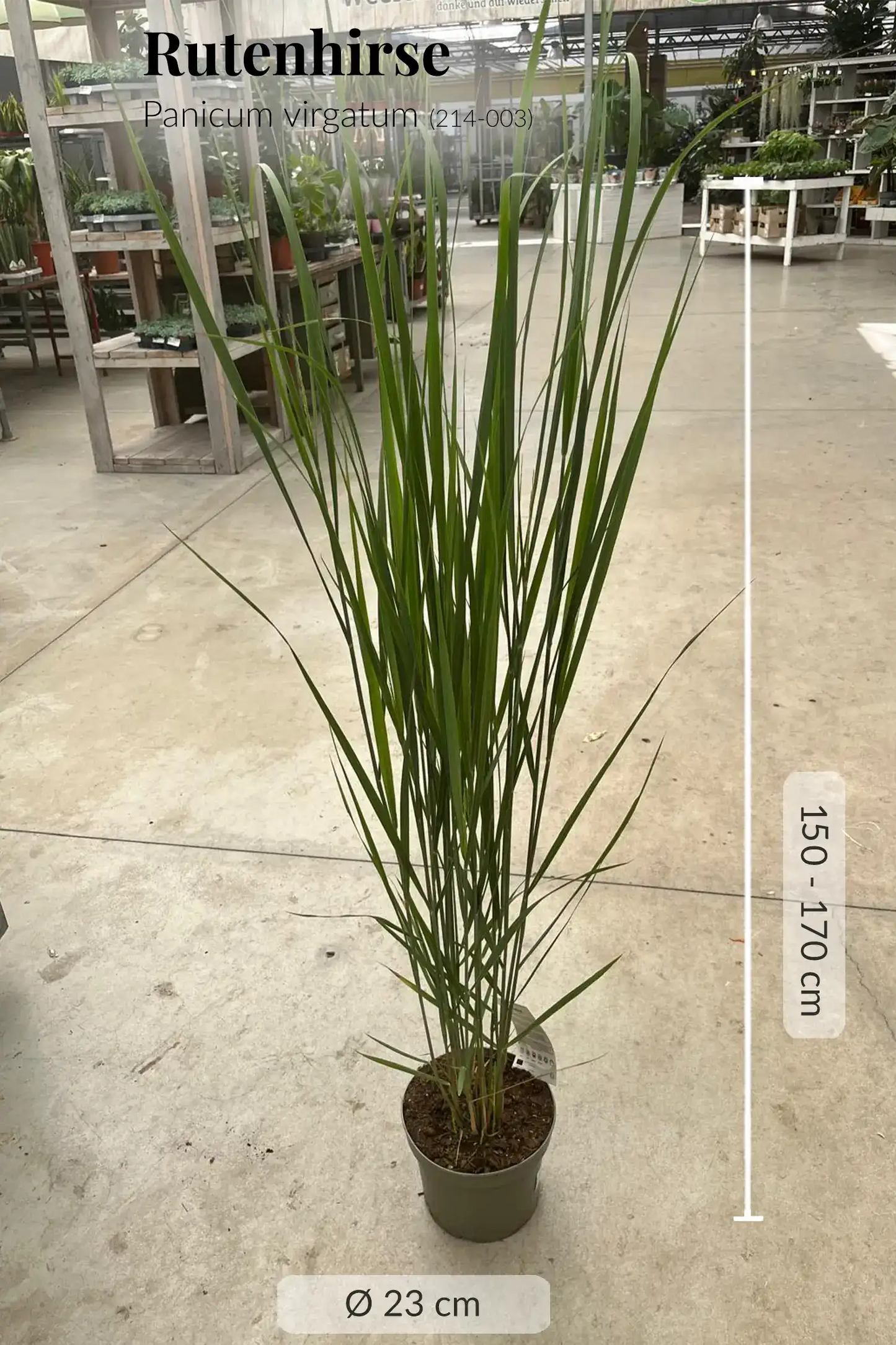 XXL Ruten Hirse Gras, 150-160cm
