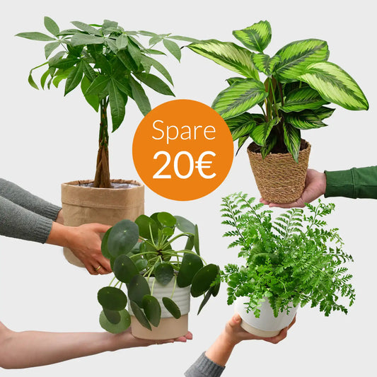 SPECIAL OFFER 4er Box ungiftige Pflanzenlieblinge