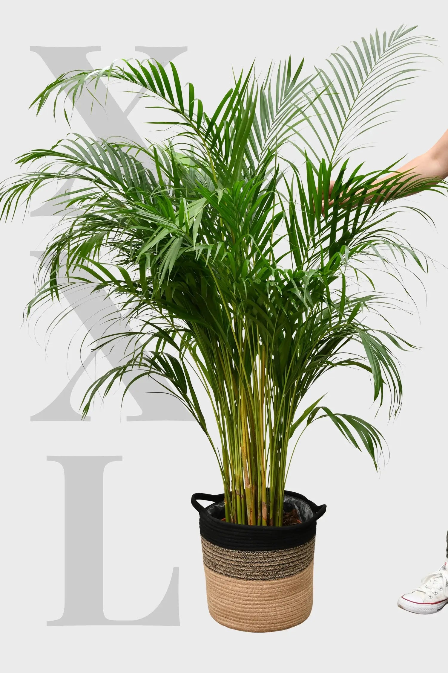 XXL Goldfruchtpalme 130-140cm – Green Me Up